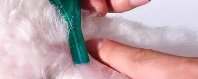 焦虫病死亡周期,焦虫病早期