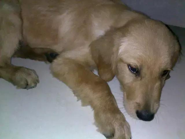 焦虫病死亡周期,焦虫病早期