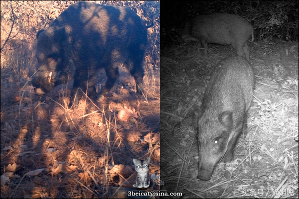 怀柔的北京生活,野性内蒙古