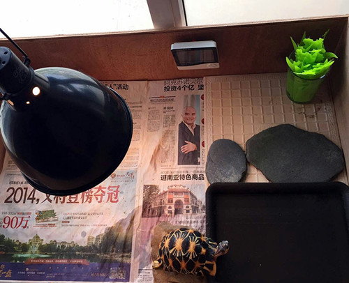 陆龟在室内用什么垫层,陆龟住什么地方