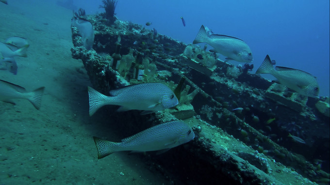 菲律宾潜水游记 (回忆菲律宾潜水的时光)