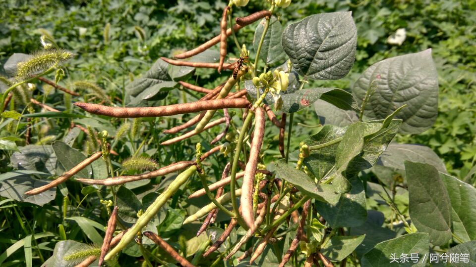 农业再发达，绿豆也要人工采摘，为啥呢？|阿兮随笔