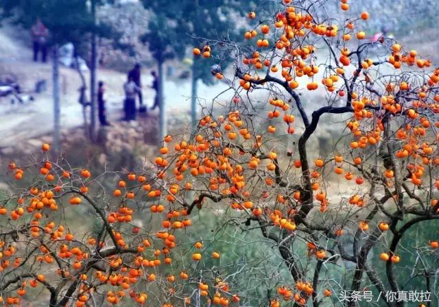 山东临沂平邑县的柿子怎么样,临沂哪里可以采摘新鲜铁皮柿子