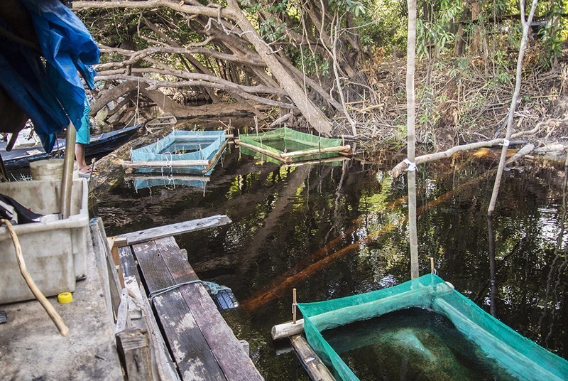 宝莲灯亚马逊,亚马逊雨林的宝莲灯