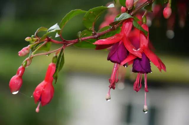 120年，你绝不可能错过的一种“川大之美”