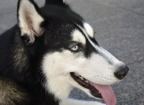 狗狗名字呆萌霸气,狗狗名字不可随便