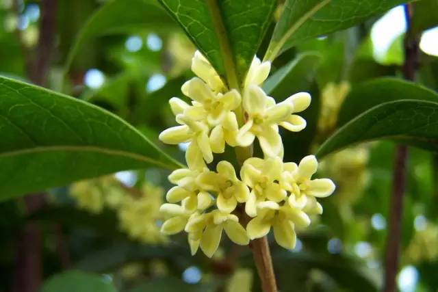 最佳赏桂花地点手绘地图,桂花赏花地图