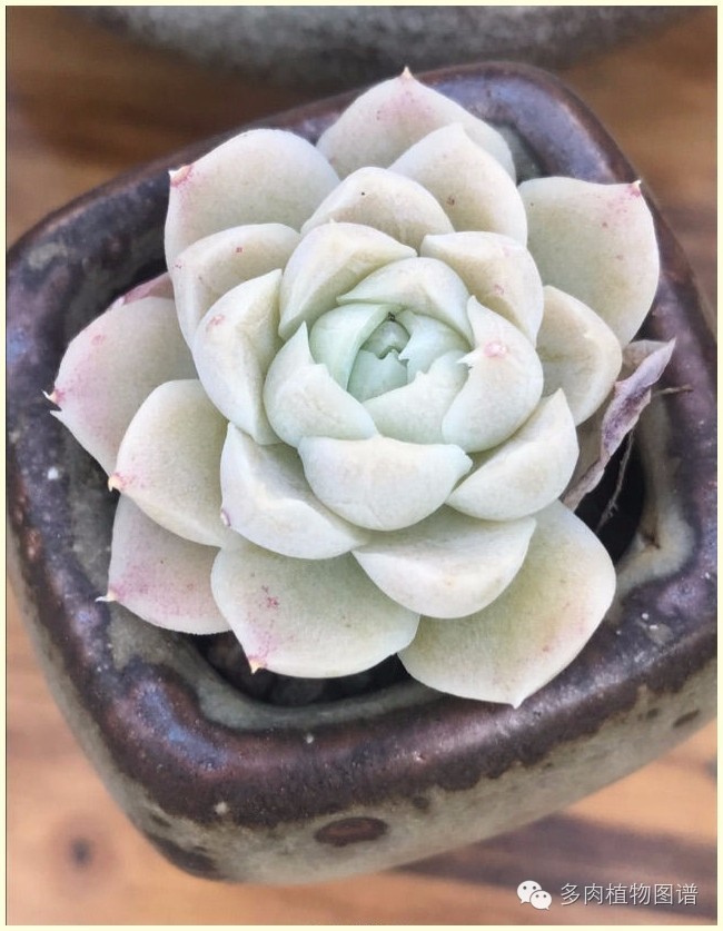 才离家半个月，回来后看到家里的多肉一阵狂喜~