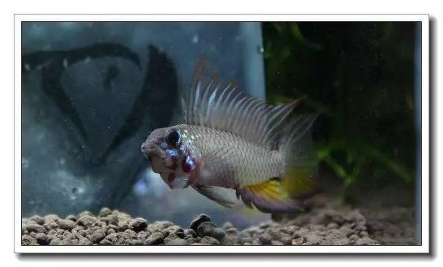 杂志连载南美短鲷的饲养法（二）