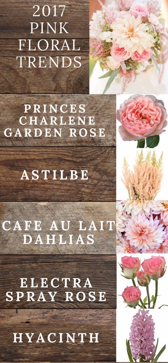 你知道多少种菊花,容易养的花卉品种名字