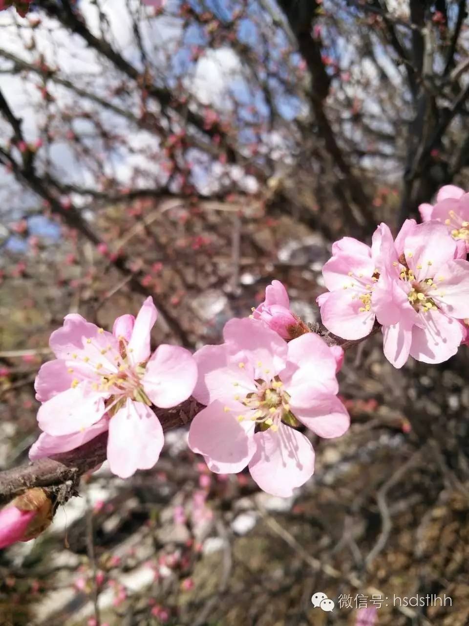 攻略|教你如何在师大刷出SSR