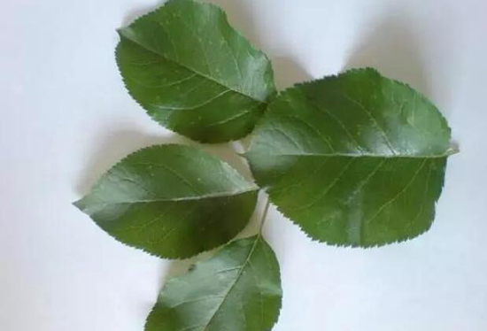 苹果果锈发生原因及防治办法,苹果锈病和锈果病的区别