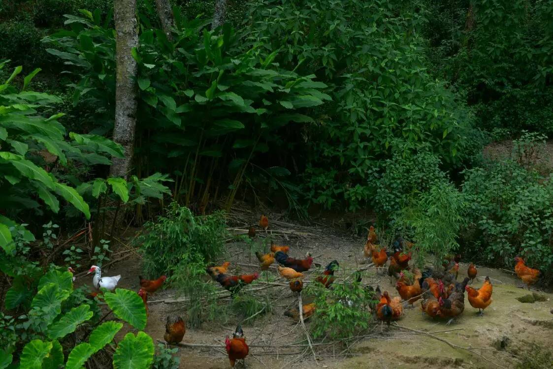 养鸡养羊还养生，德宏的这个地方，去了就不想走了！