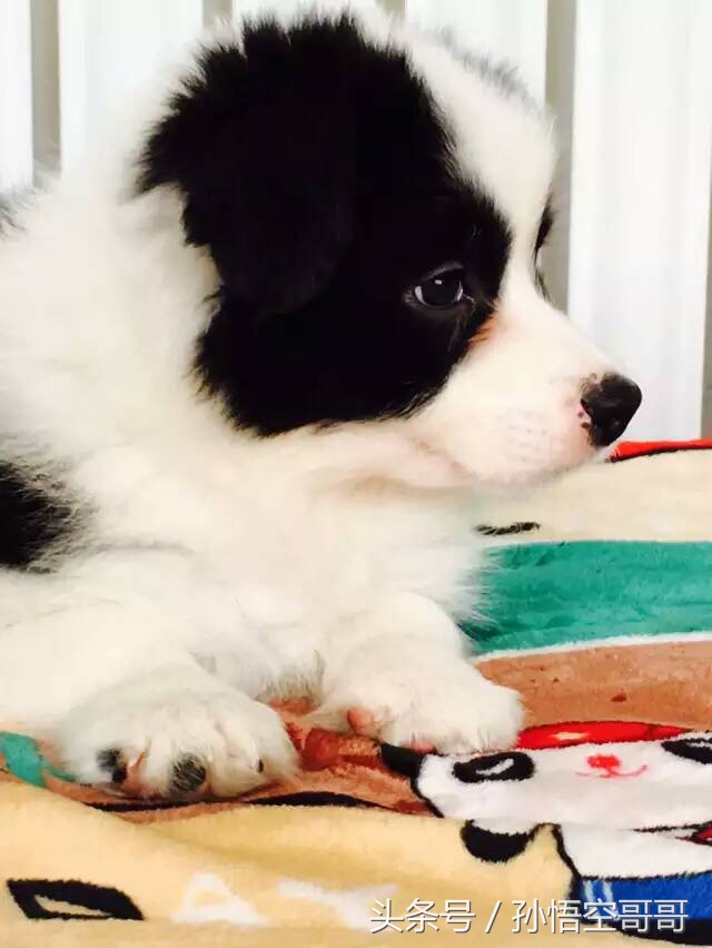 那些年我们养的萌宠,最聪明的边境牧羊犬好养不