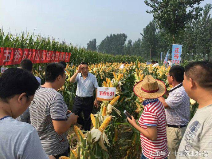 韩俊强吉林,韩俊强讲玉米种子