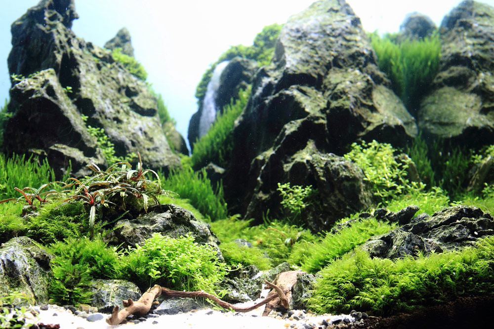 水草养殖的正确方法,水族水草怎样种植