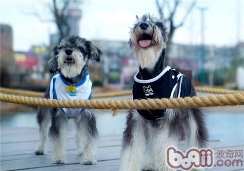 什么狗狗毛发比较软好养,掉毛少好打理的狗狗