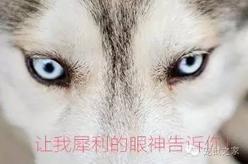 豚鼠各类饲养装备优缺点汇总之上篇