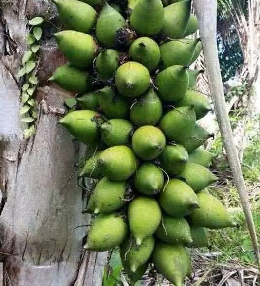 库克纯肉手串,库克手串啥做的