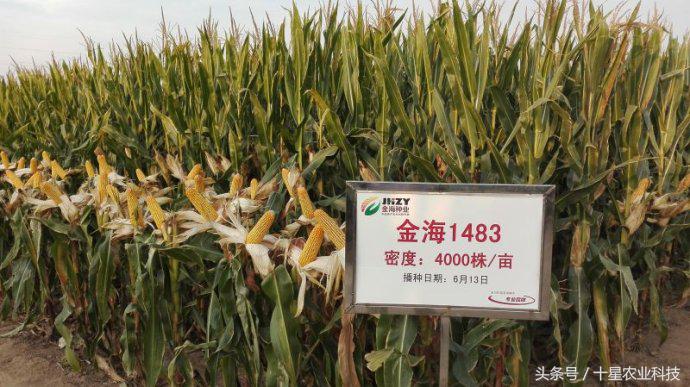 韩俊强吉林,韩俊强讲玉米种子