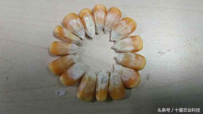 韩俊强吉林,韩俊强讲玉米种子