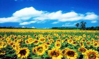 重庆各个景点门票各是多少,重庆十大景点门票价格多少钱啊