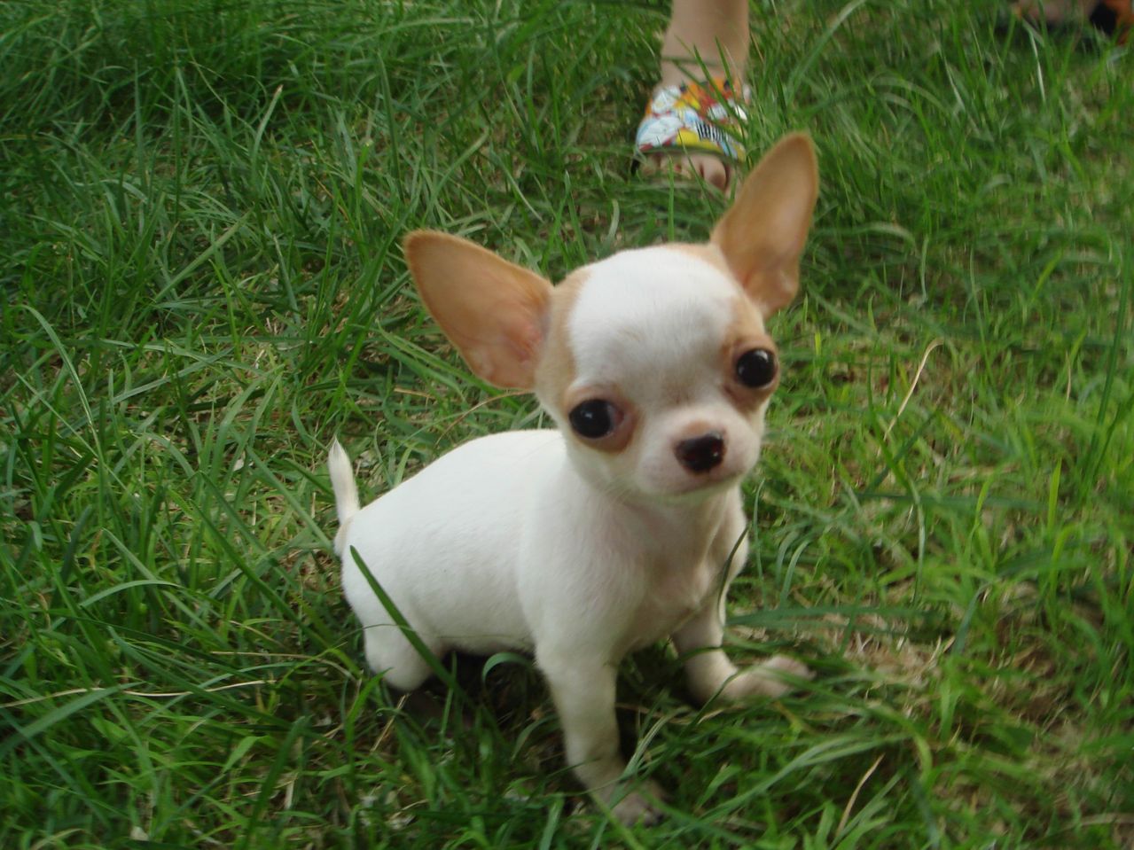 吉娃娃突然就紧张是什么原因,吉娃娃眼睛怎么老是流泪