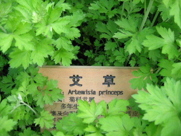 阳台种花草很麻烦,阳台种花草长茂盛了