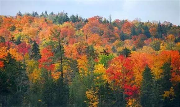 来黎坪看漫天红叶倾尽一城秋色,黎坪红叶照片