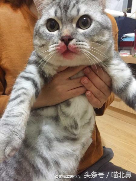 猫奴求助猫猫淘气吃了一点书法印泥会中毒吗？在线等，挺急的。