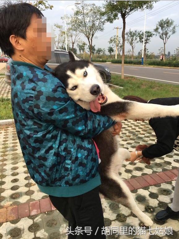 主人带二哈去野外玩,女孩带一群二哈回家过年