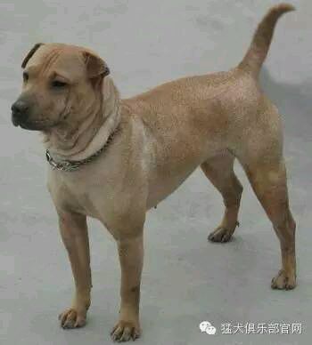 中国的土狗有哪些品种,中国最凶猛的十大土狗