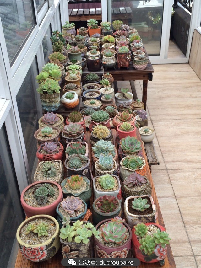 台风来了多肉已搬到安全的地方,台风来了多肉植物搬不动