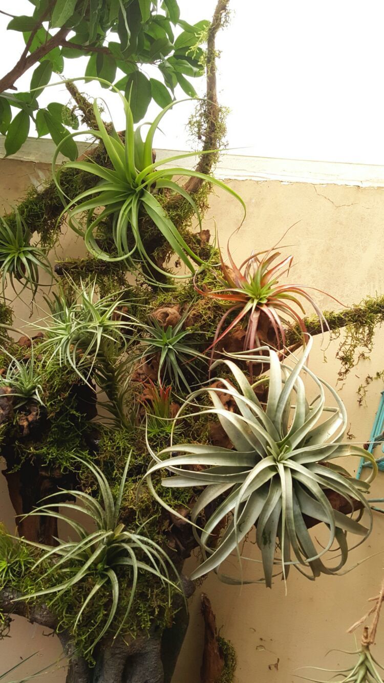 向阳的玻璃花房,玻璃花房设计建造