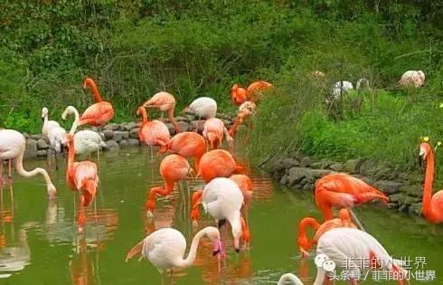 周记秋游上海野生动物园,上海野生动物园春秋游