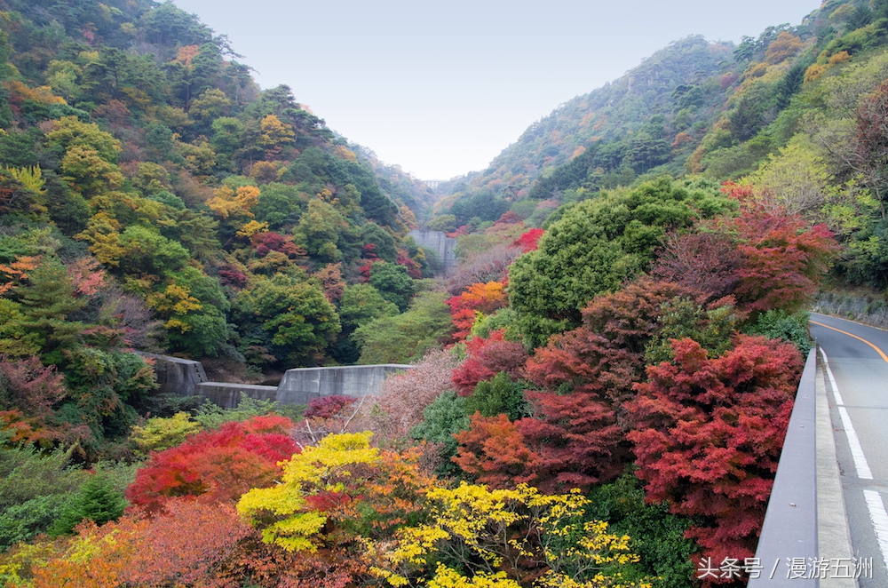 日本赏樱的最佳时间,日本赏枫最佳方法