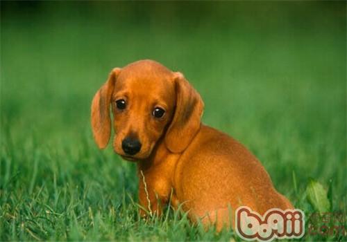 什么狗狗毛发比较软好养,掉毛少好打理的狗狗