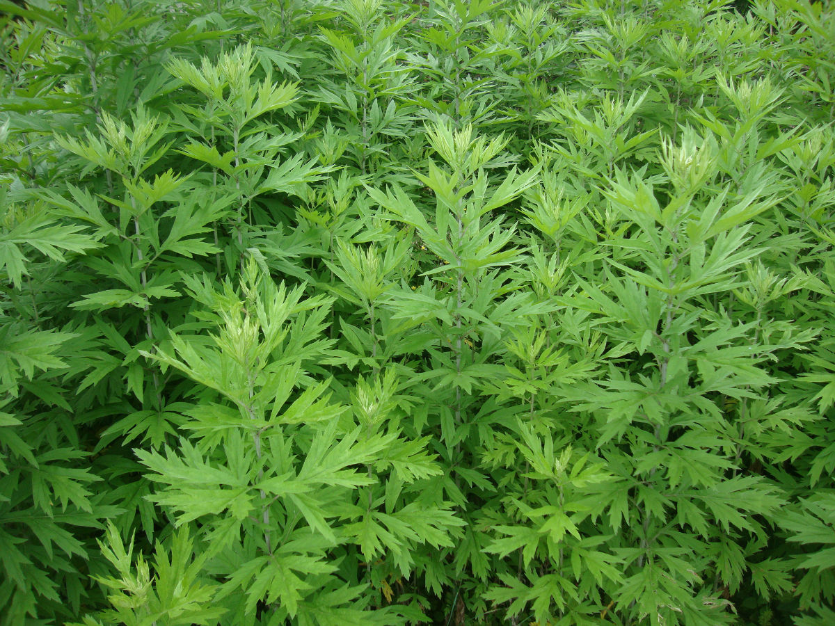 阳台种花草很麻烦,阳台种花草长茂盛了