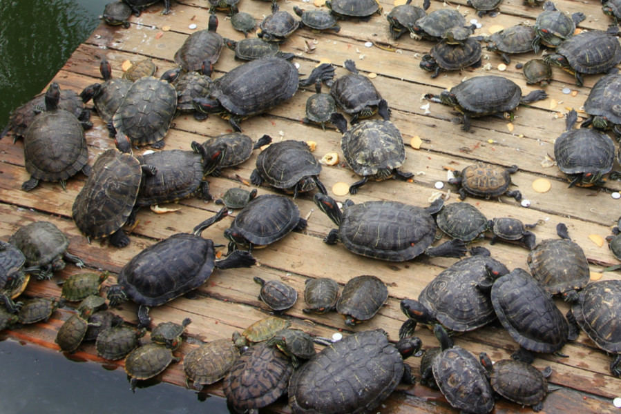 农村水域外来物种巴西龟可怕入侵中华本地乌龟前景堪忧