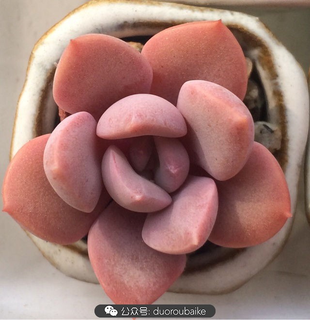 小盆多肉浸盆,小盆养多肉还用陶粒吗