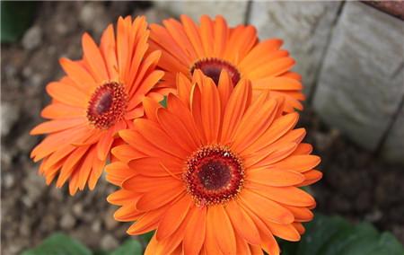 河州牡丹—非洲菊烂根怎么办?