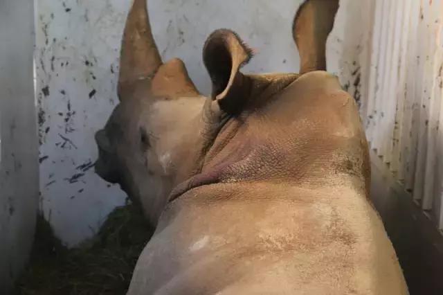 早读天津：非洲大块头乘包机抵津“谈恋爱”