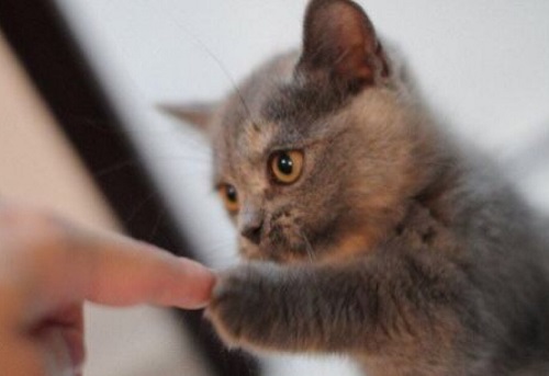 猫咪能吃猫粮说明身体健康吗,猫咪能吃仓鼠奶酪吗为什么