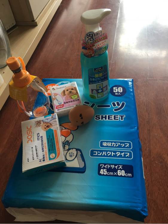 两个月泰迪几天能学会定点上厕所,我家泰迪狗特别爱喝水