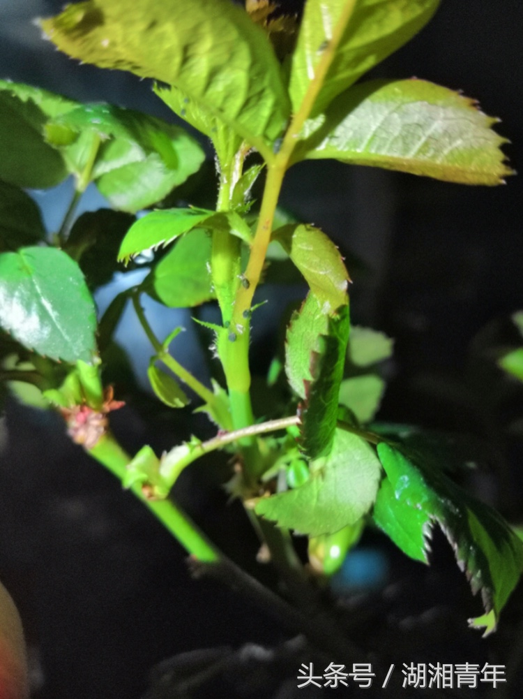 阳台花树长蚜虫怎么处理,阳台月季生白色腻虫怎么办