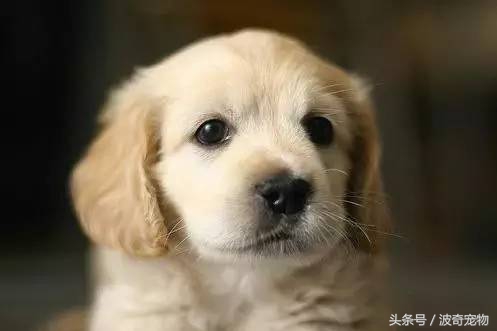 狗狗品种大全图片及简介,狗狗的所有类型品种大全介绍