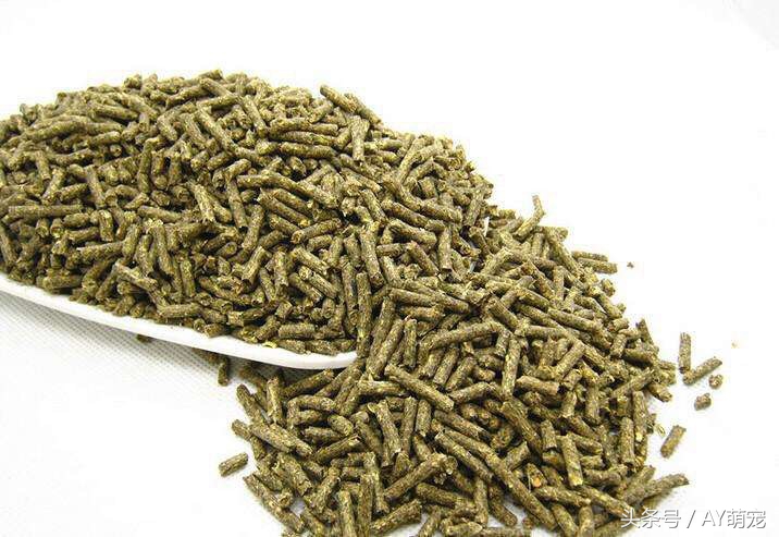 刚买来的荷兰猪放哪里养好,荷兰猪群居好还是不群养好