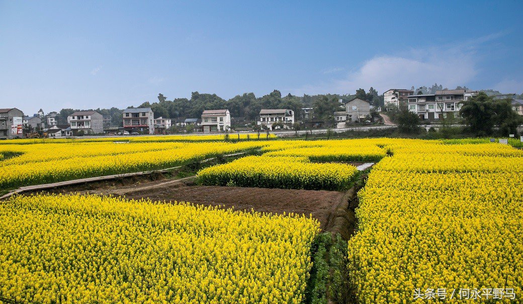 重庆千亩油菜花开“醉”游人,航拍千亩花海惹人醉