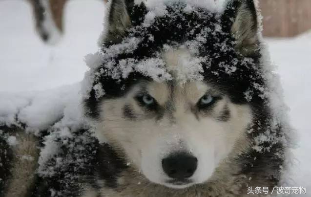 狗狗品种大全带你走进狗狗的世界,狗狗品种大全看看你认识几种