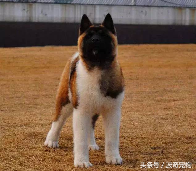 狗狗品种大全带你走进狗狗的世界,狗狗品种大全看看你认识几种